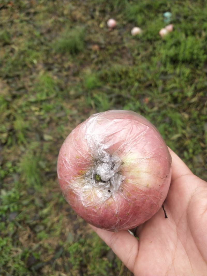 红富士苹果