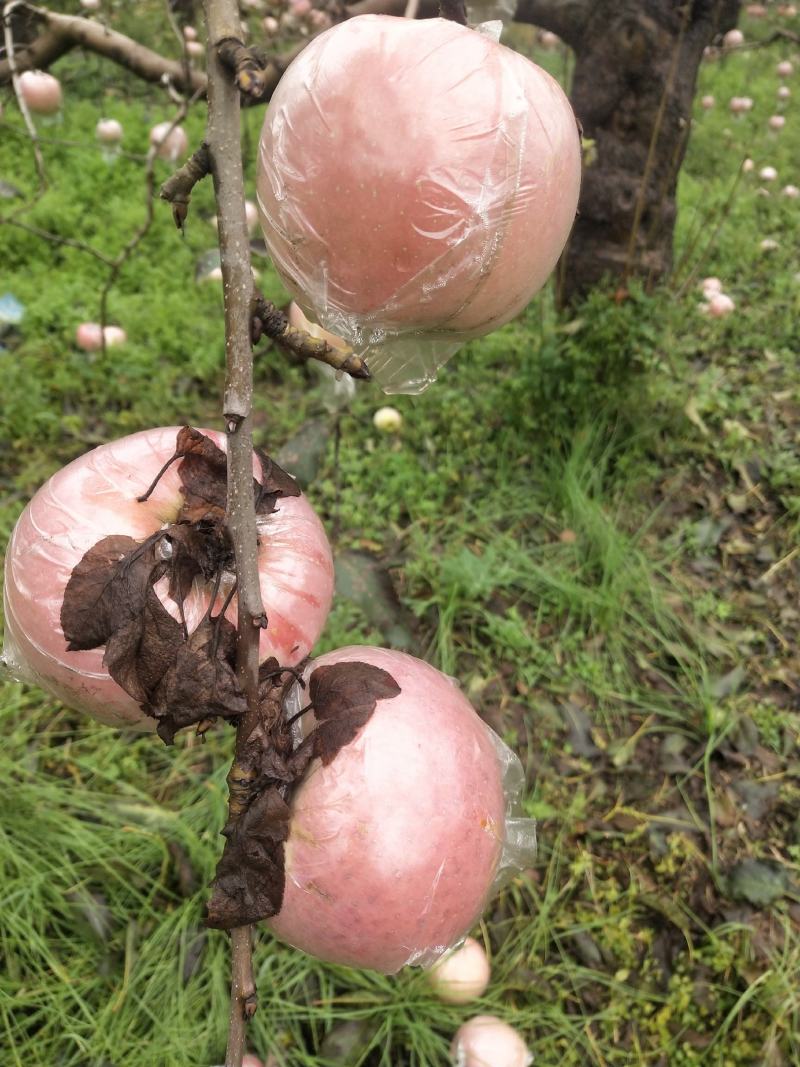 红富士苹果
