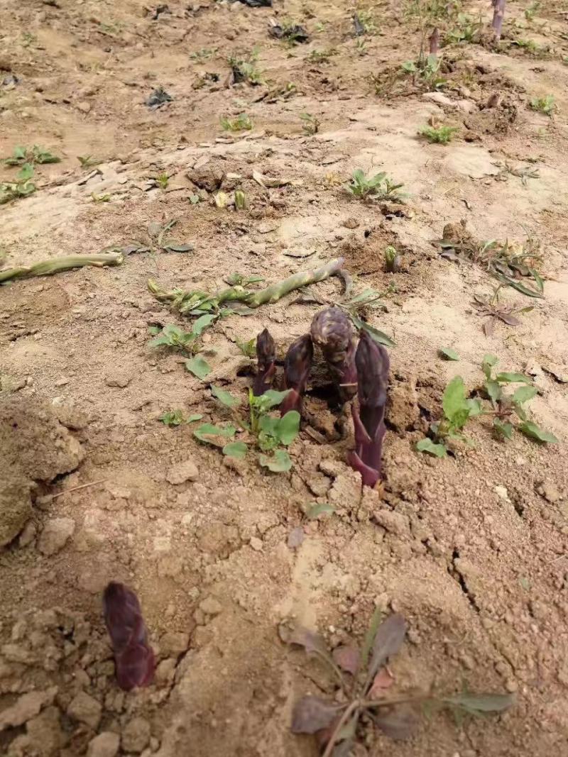 紫芦笋种苗多年生芦笋种根紫色笋根四季种植