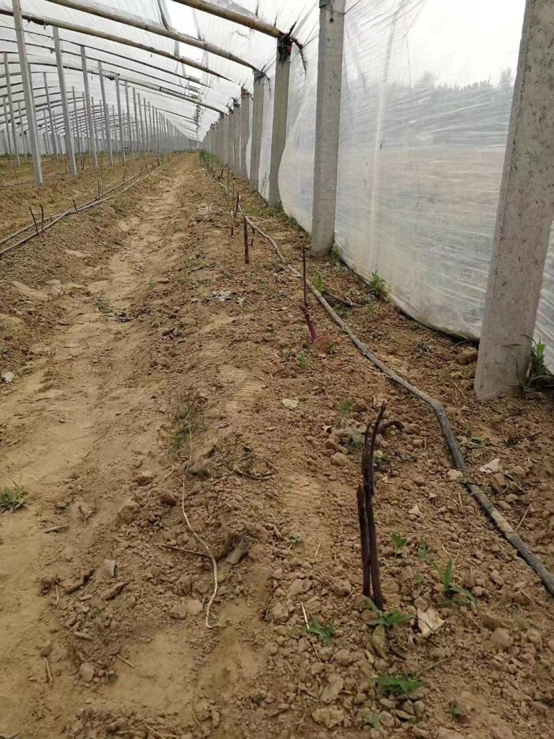 紫芦笋种苗多年生芦笋种根紫色笋根四季种植