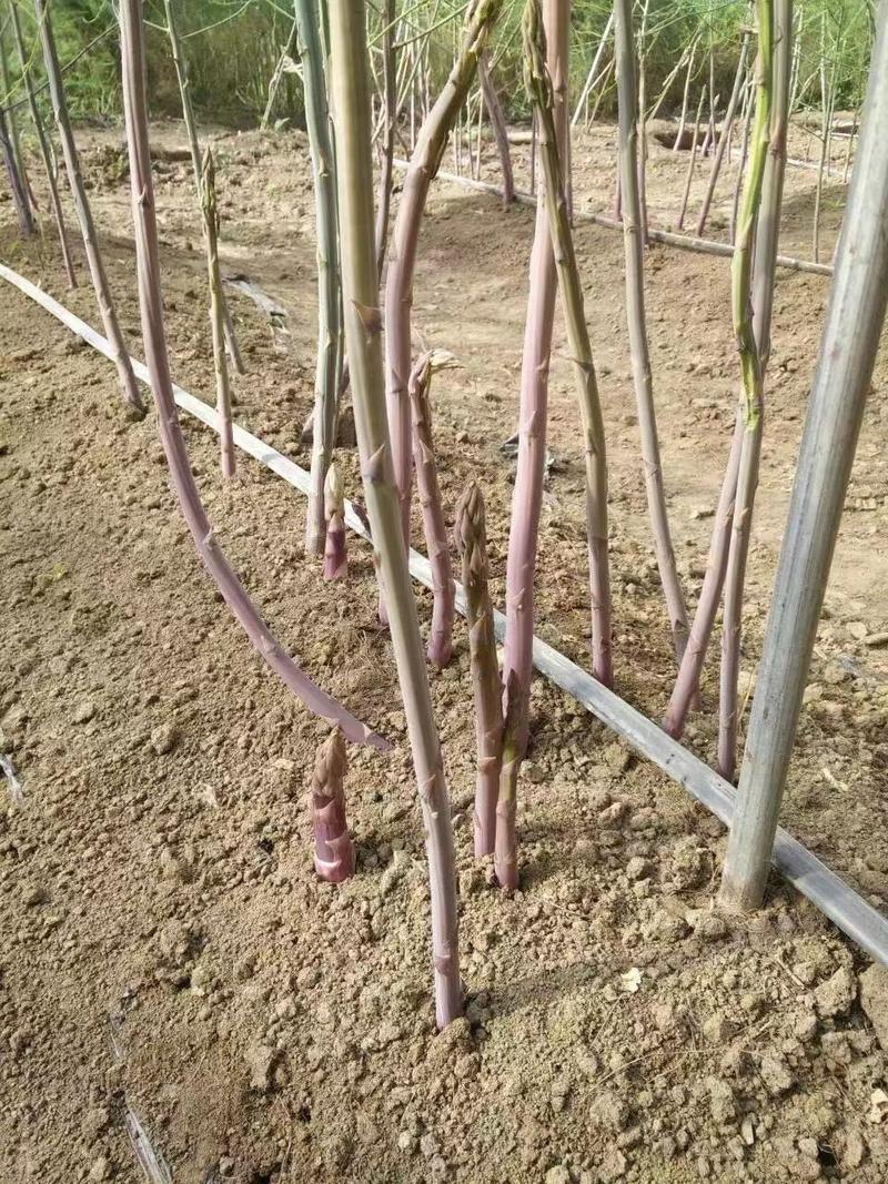 紫芦笋种苗多年生芦笋种根紫色笋根四季种植