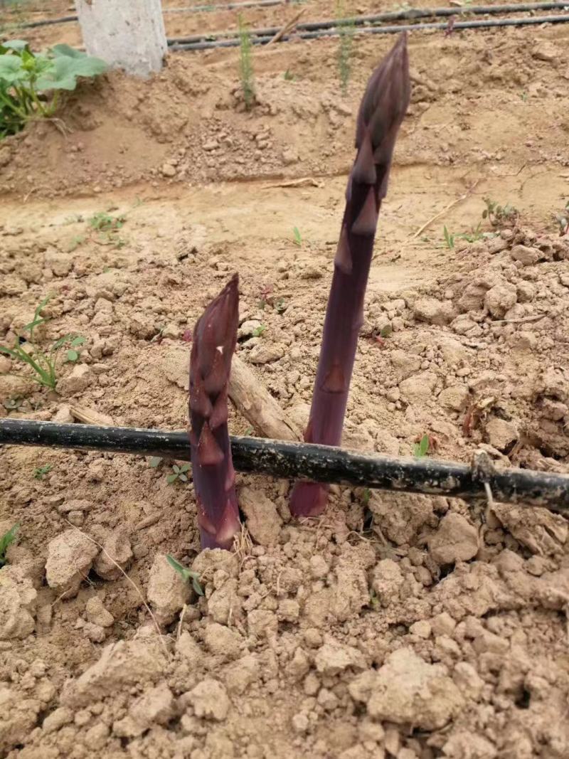 紫芦笋种苗多年生芦笋种根紫色笋根四季种植