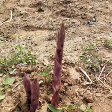 紫芦笋种苗多年生芦笋种根紫色笋根四季种植