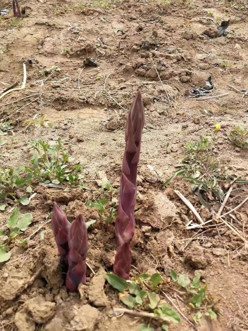 紫芦笋种苗多年生芦笋种根紫色笋根四季种植
