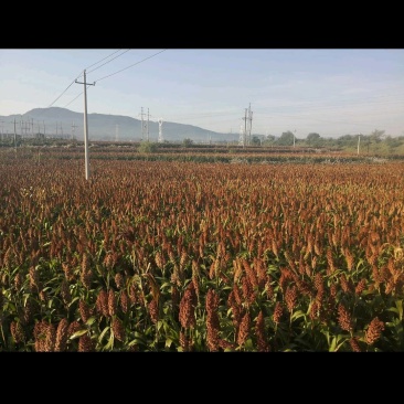 土地流转万亩水田政策补贴田。