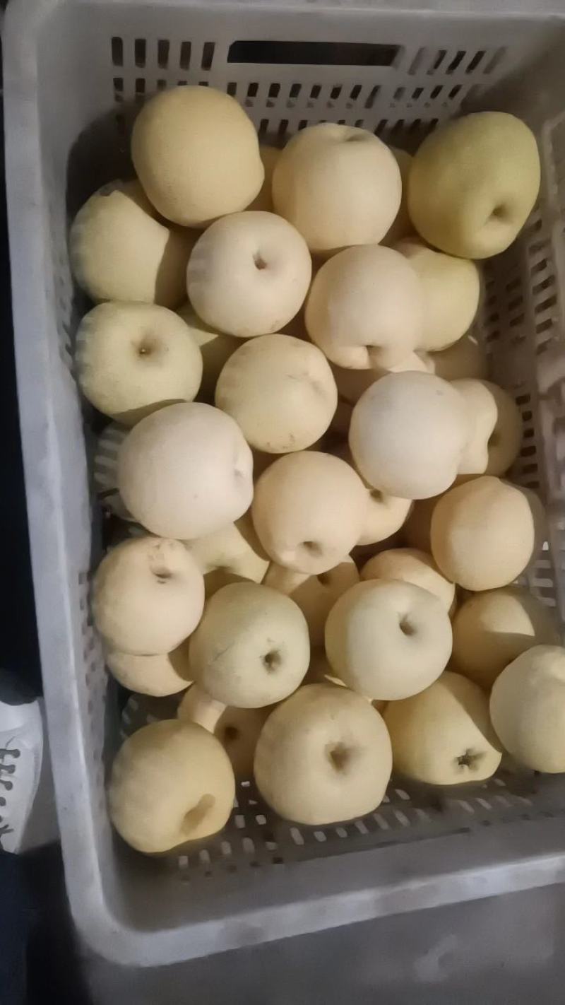 酥梨