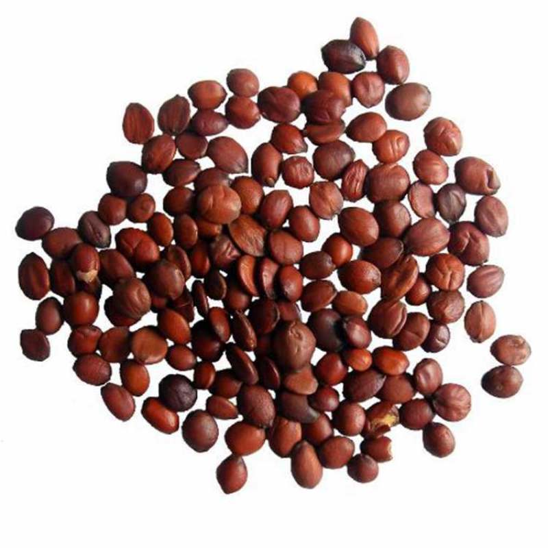 酸枣仁炒熟酸枣仁泡茶熟酸枣仁粉中药材酸枣仁酸枣仁