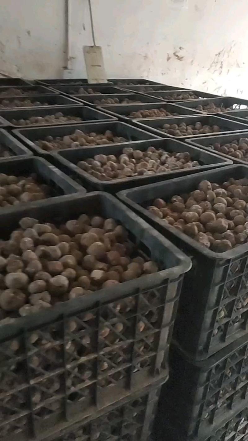 魔芋种子，一代种二代种，基地直销，包技术，包回收。
