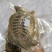 品质甲鱼，真空包装，鲜活现杀，冷冻后发货，公母不分