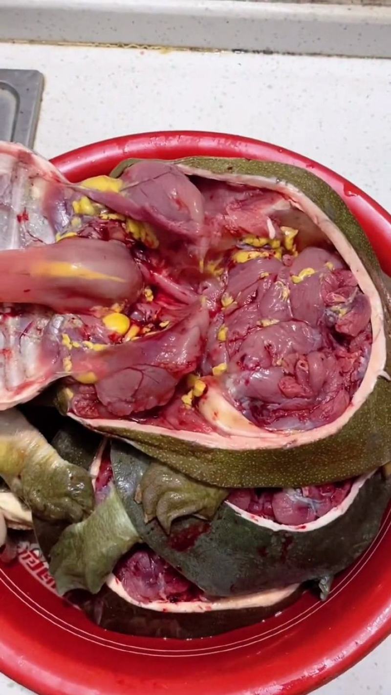 品质甲鱼，真空包装，鲜活现杀，冷冻后发货，公母不分