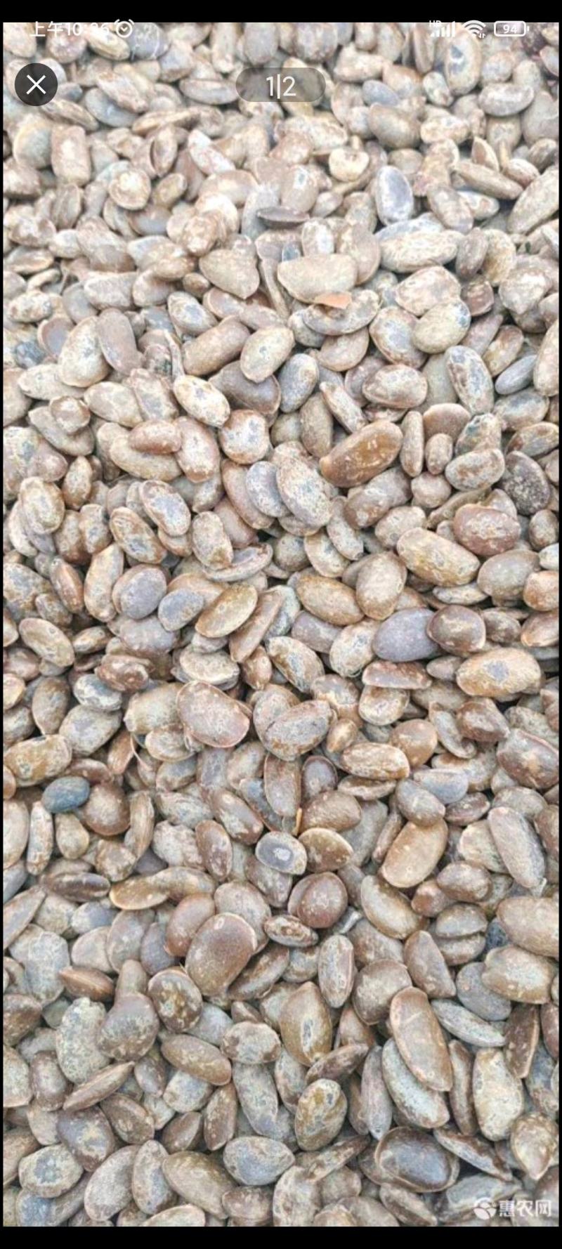 柿子树种子