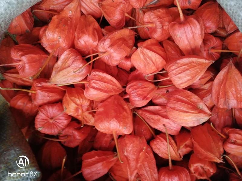 新货吉林红菇娘果干皮儿，品质保证欢迎各地区老板采购！