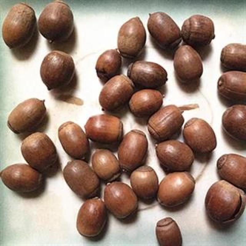 橡实，橡子，橡果新货上市质量保证经营千余种中药材欢迎选购
