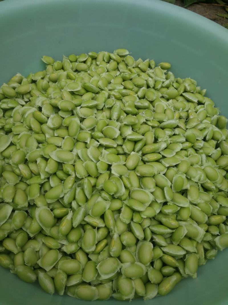 六里台子毛豆（豆板子）上市了