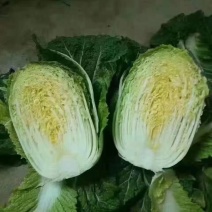 宁夏一级大白菜净菜，干净没害虫，量大从优，欢迎下单