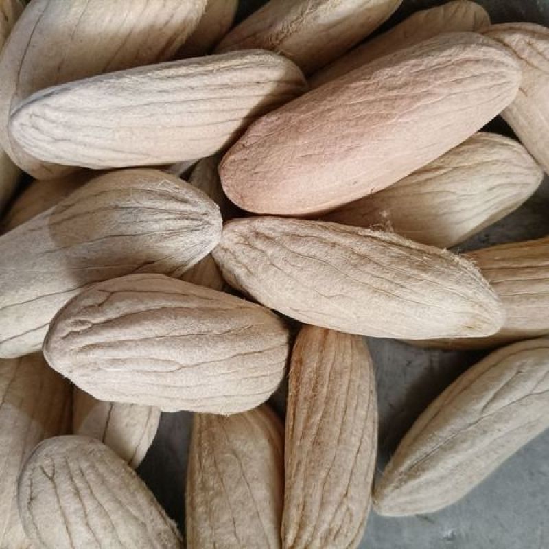 杧果核，新货杧果核果仁饱满颜色好，经营千余种中药材欢迎购