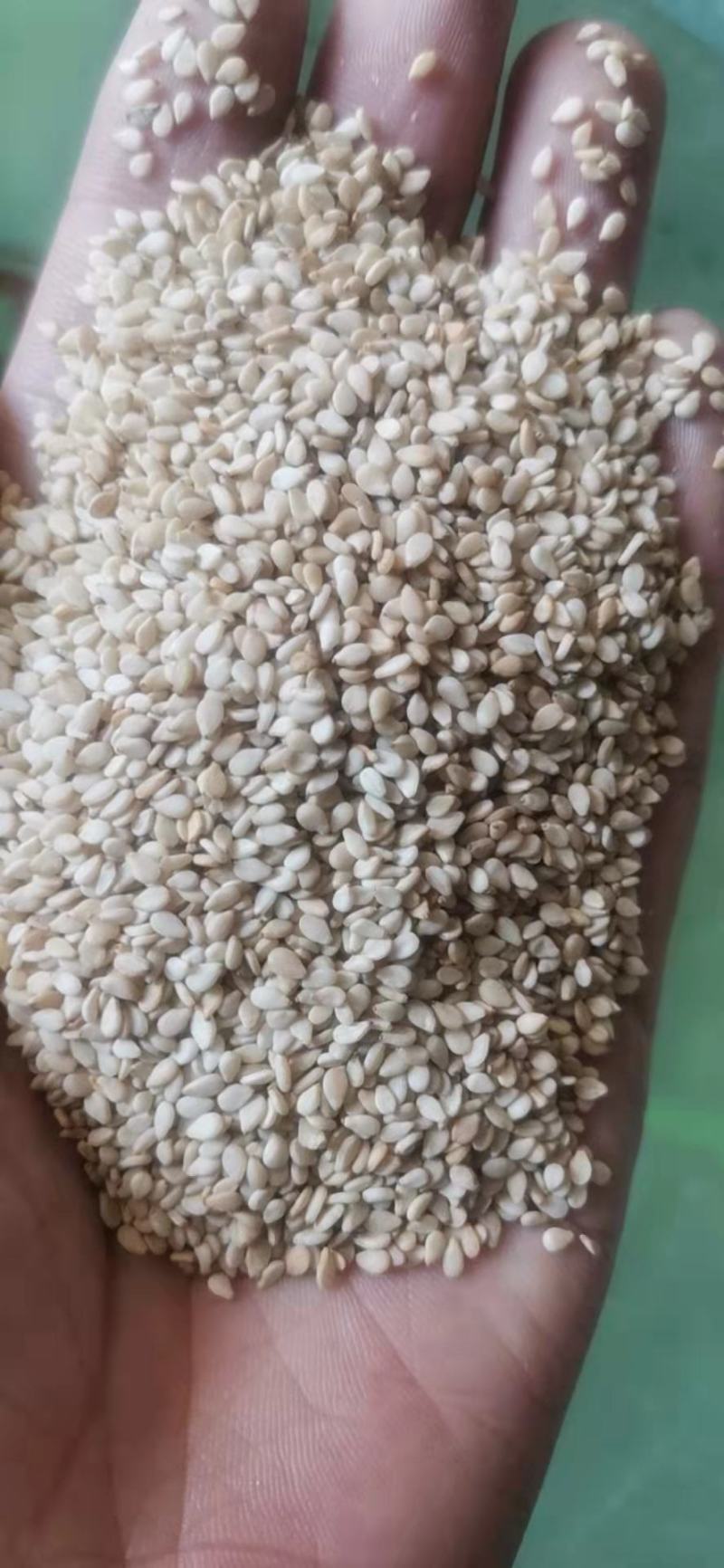 精品芝麻，白芝麻（进口白芝麻）脱皮白芝麻