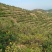山茶籽山茶油