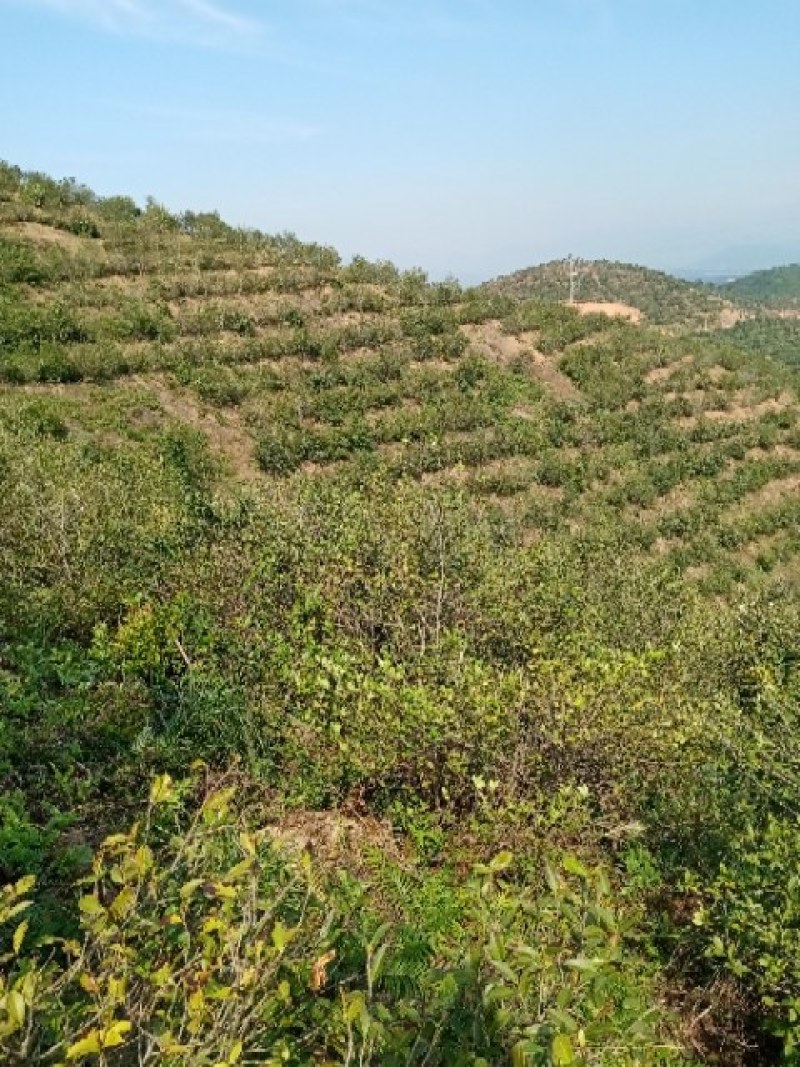 山茶籽山茶油