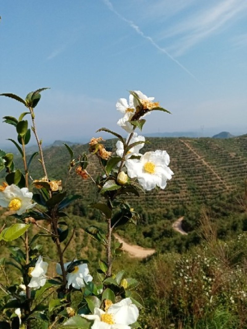 山茶籽山茶油