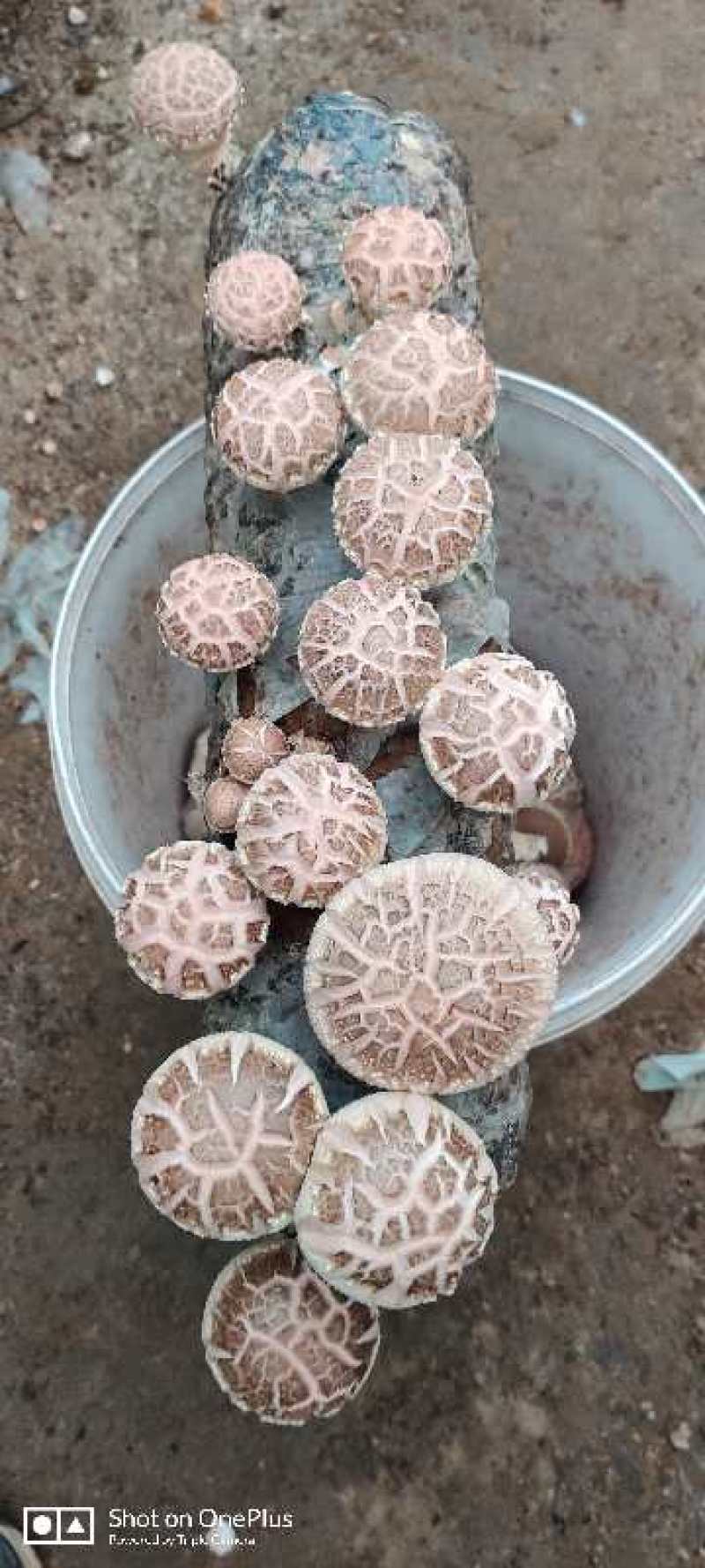 香菇菌棒智能控温发菌基地供应质量保证欢迎来电洽谈