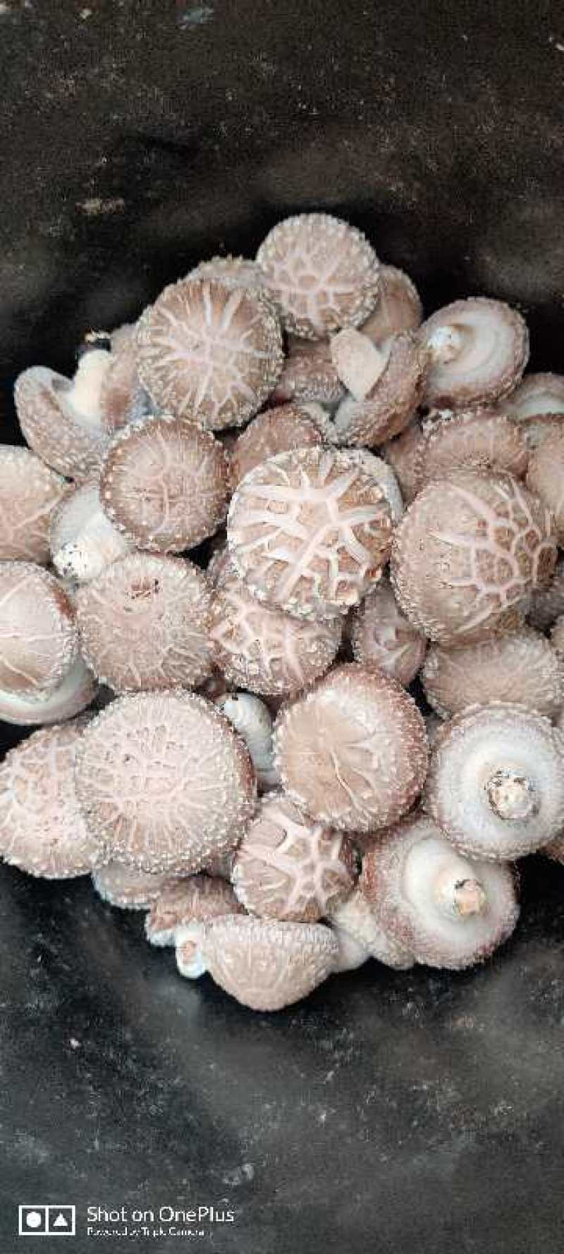 香菇菌棒智能控温发菌基地供应质量保证欢迎来电洽谈