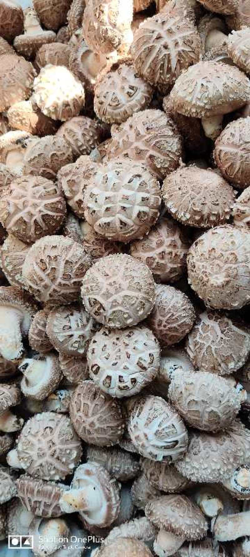 香菇菌棒智能控温发菌基地供应质量保证欢迎来电洽谈
