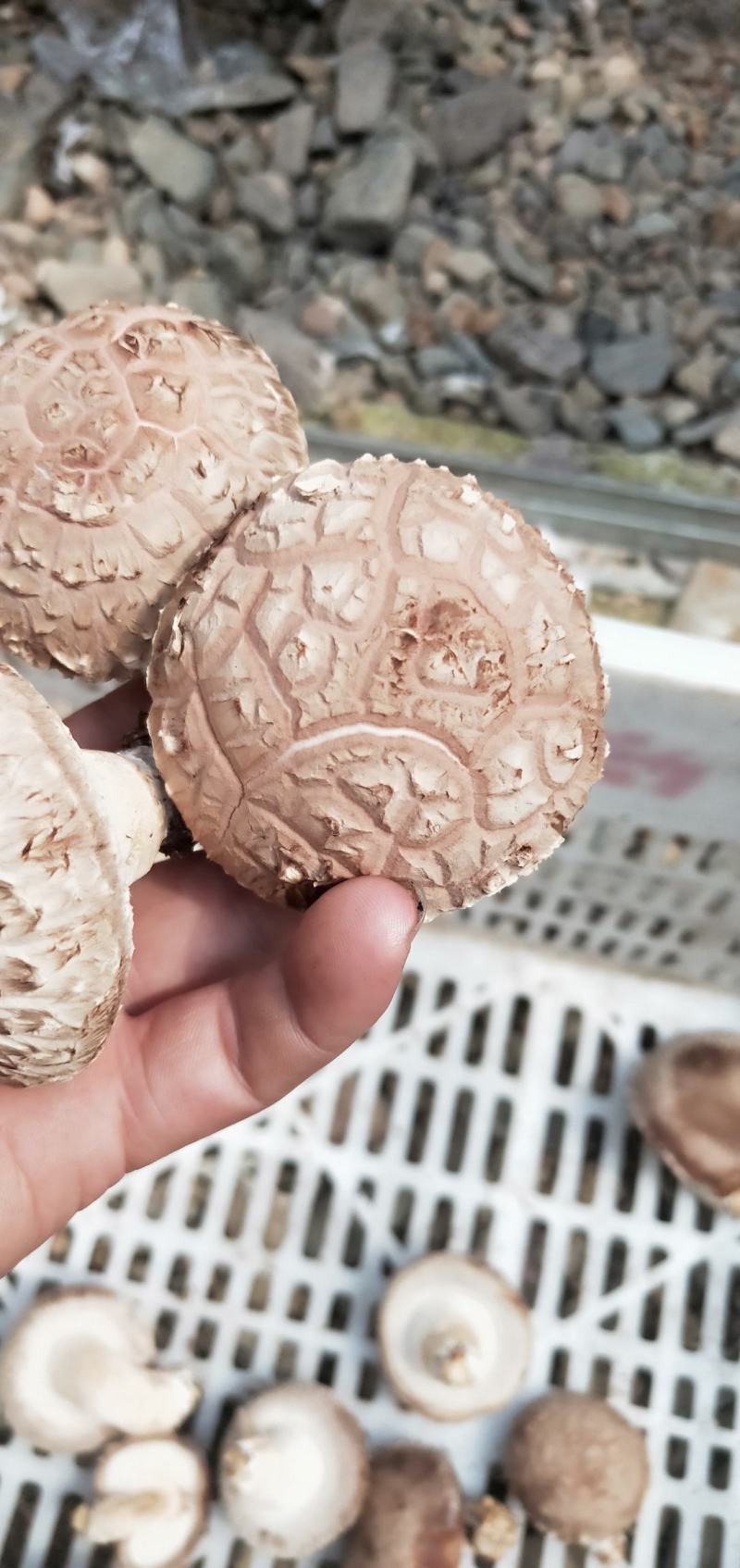 香菇菌棒智能控温发菌基地供应质量保证欢迎来电洽谈
