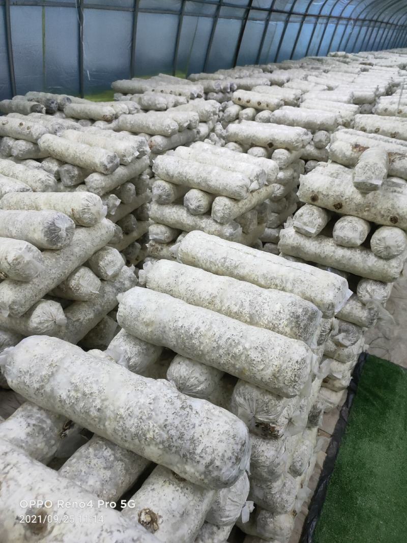 香菇菌棒智能控温发菌基地供应质量保证欢迎来电洽谈