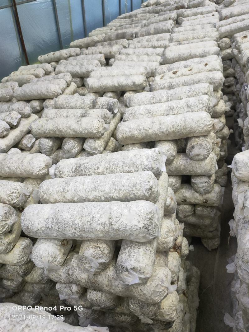 香菇菌棒智能控温发菌基地供应质量保证欢迎来电洽谈
