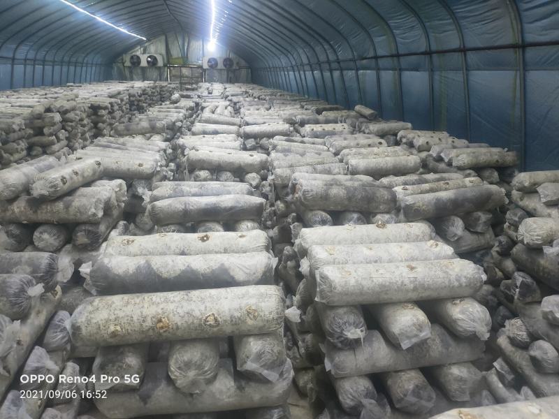 香菇菌棒智能控温发菌基地供应质量保证欢迎来电洽谈