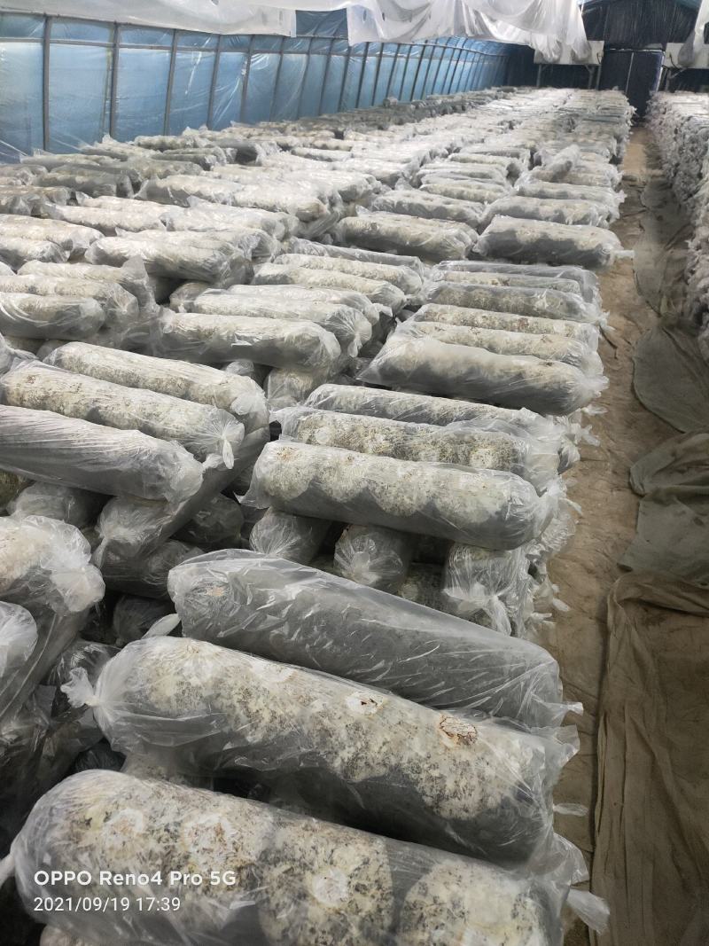香菇菌棒智能控温发菌基地供应质量保证欢迎来电洽谈