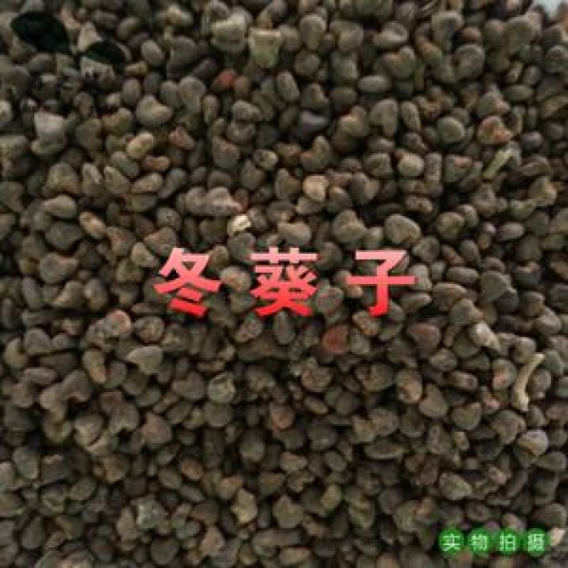 冬葵子，苘麻子干净无杂质量保证经营千余种中药材欢迎咨询购