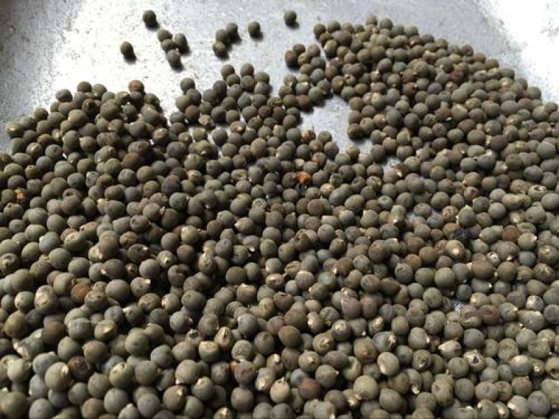 黄蜀葵子，秋葵子颗粒饱满干净无杂经营千余种中药材！
