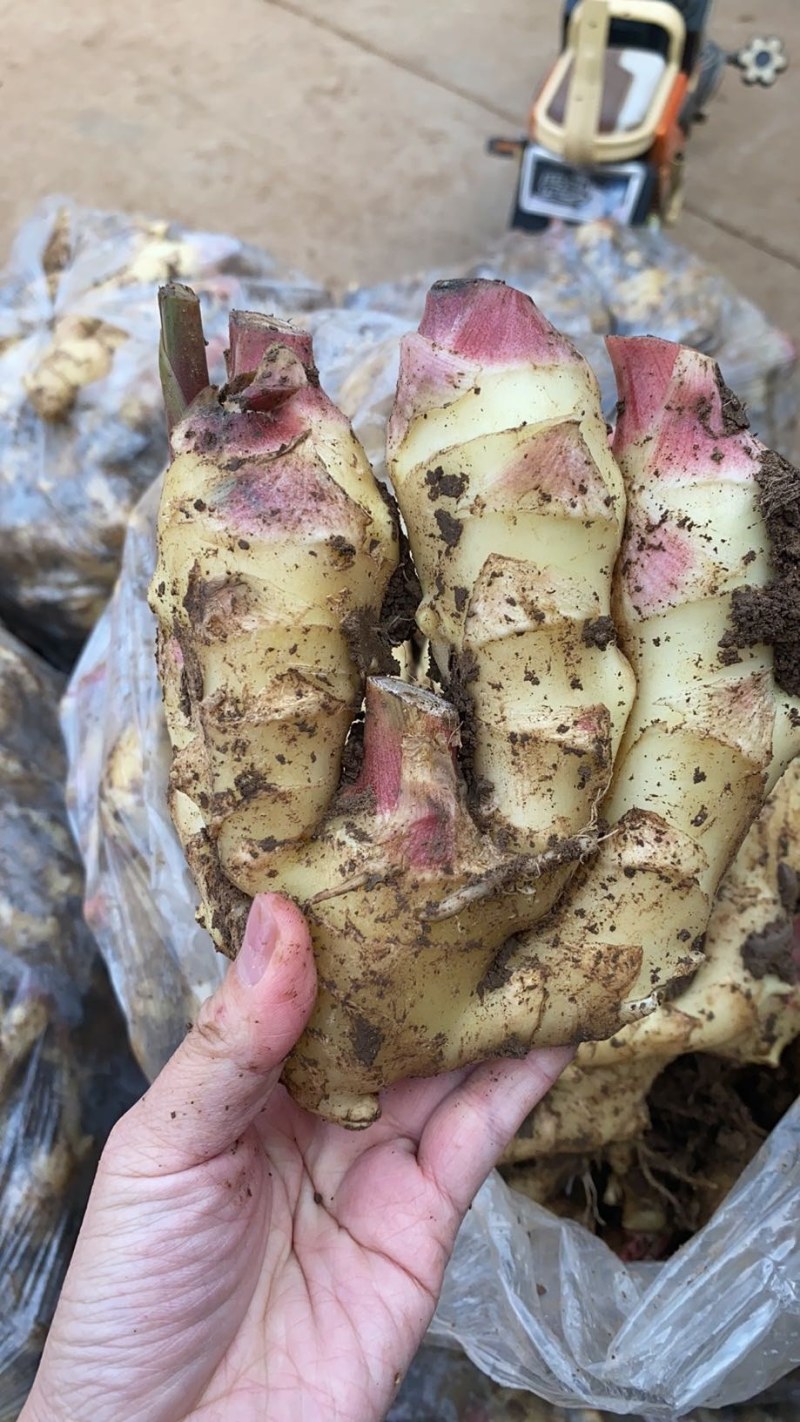生姜，大黄姜大量供应，价格便宜了！