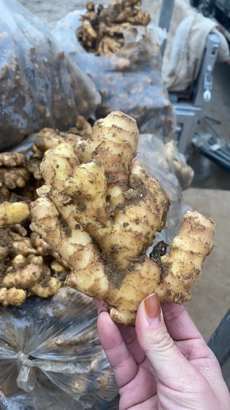 生姜，大黄姜大量供应，价格便宜了！