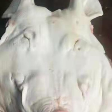 母猪带耳劈半猪头，手续齐全，品质保证