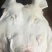 母猪带耳劈半猪头，手续齐全，品质保证