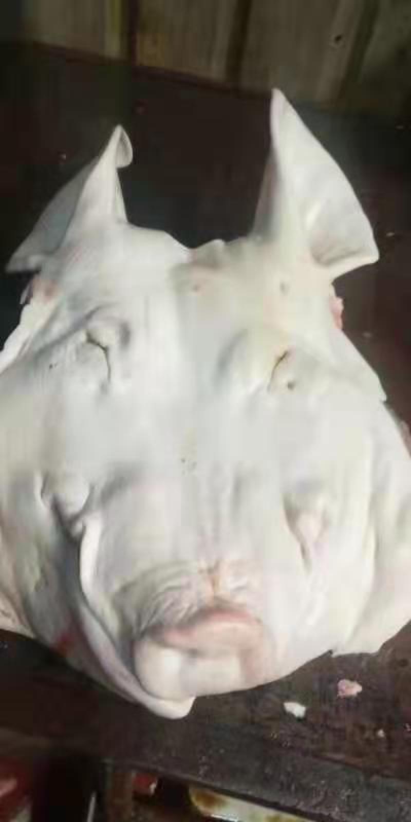 母猪带耳劈半猪头，手续齐全，品质保证