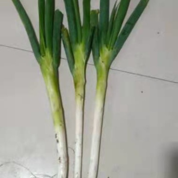 精品铁杆大葱品质高价格优惠种植基地直发