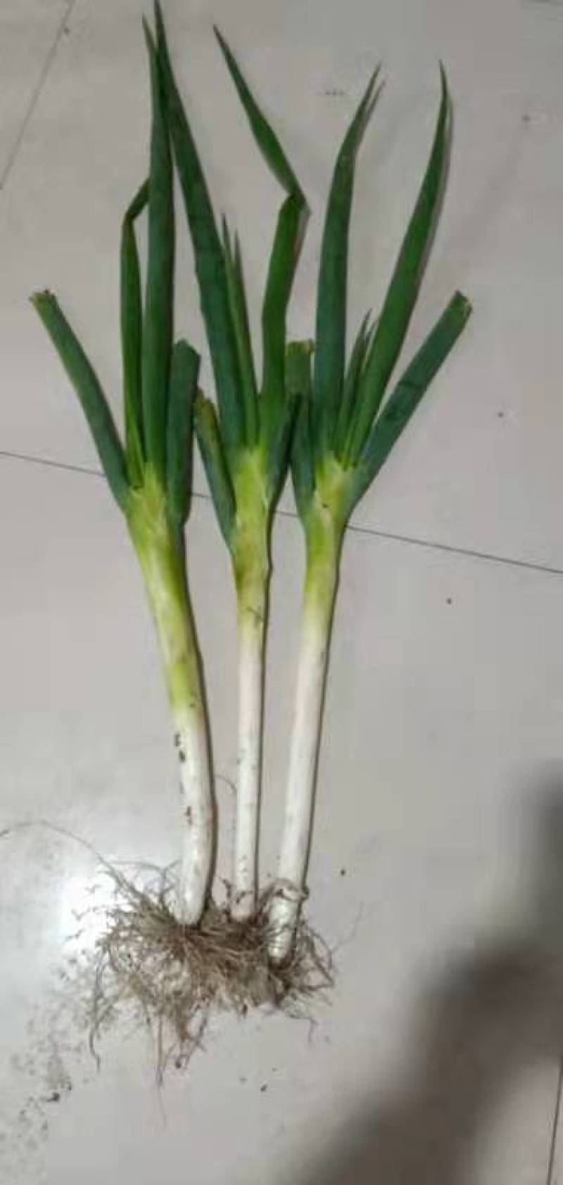 精品铁杆大葱品质高价格优惠种植基地直发