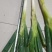 精品铁杆大葱品质高价格优惠种植基地直发