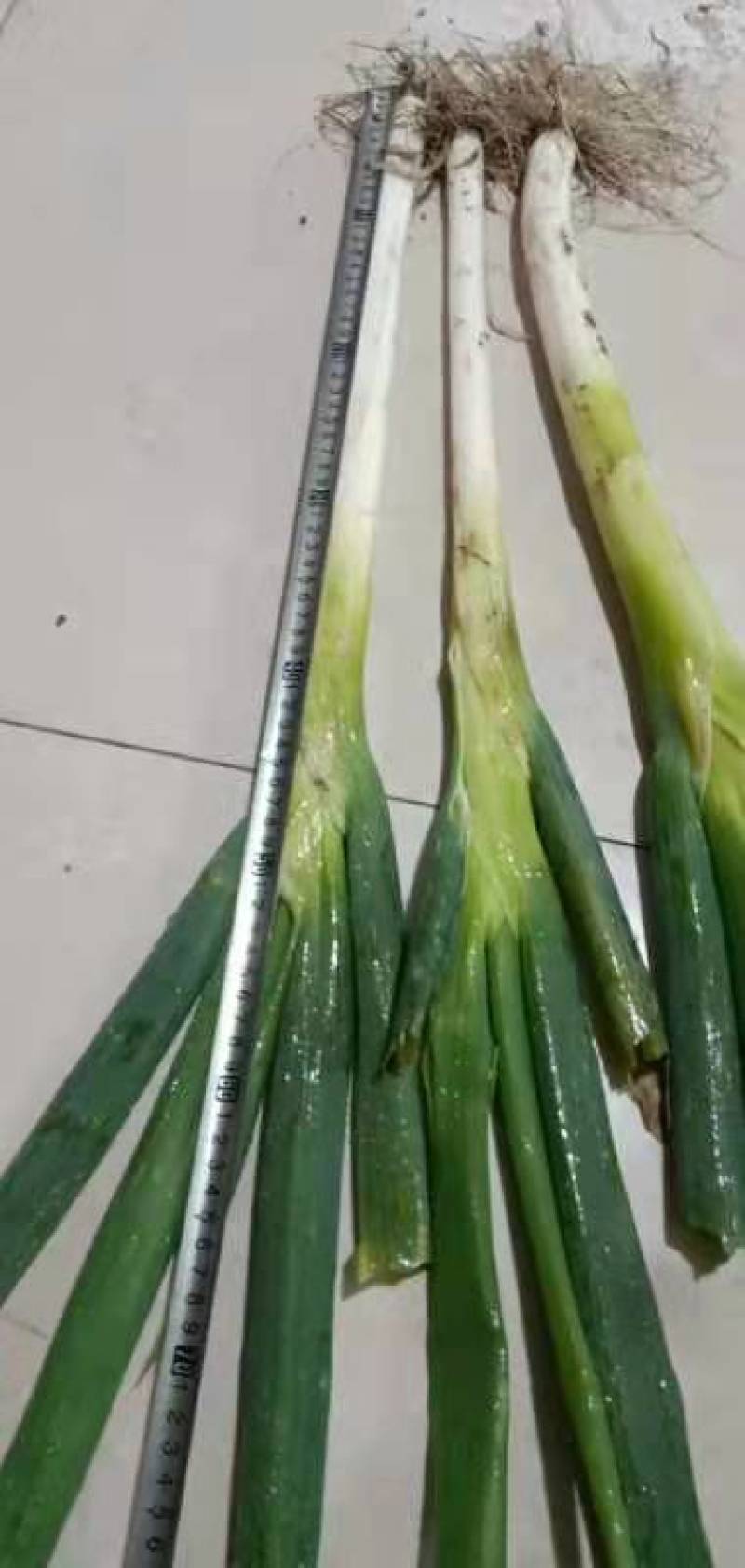精品铁杆大葱品质高价格优惠种植基地直发