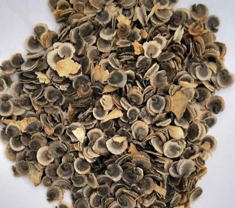 蜀葵子，蜀葵花子果实饱满经营千余种中药材欢迎咨询购买！