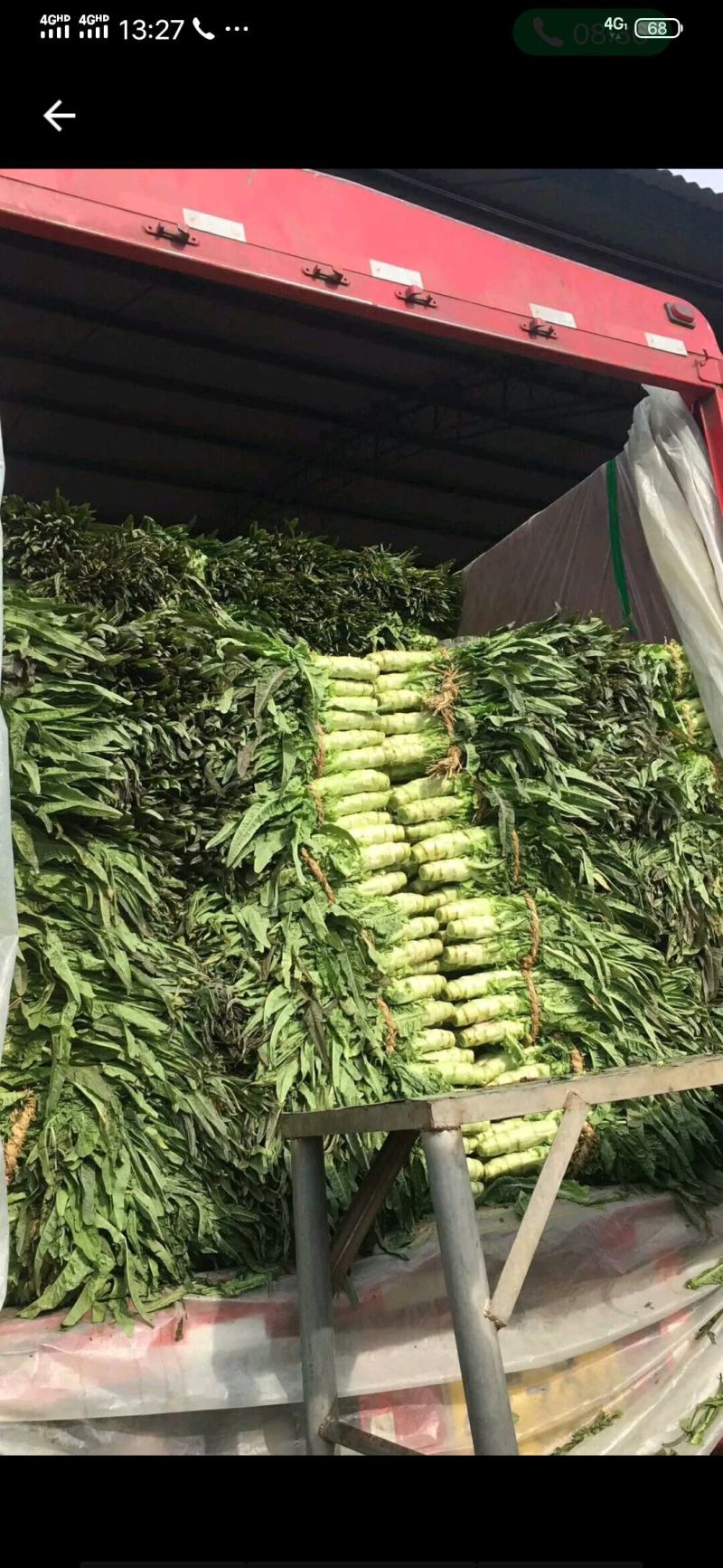 山东兰陵县红莴笋尖叶莴笋红叶莴笋基地直供货源充足