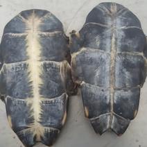 龟板正品旱龟板炒龟板产地直销质量保证