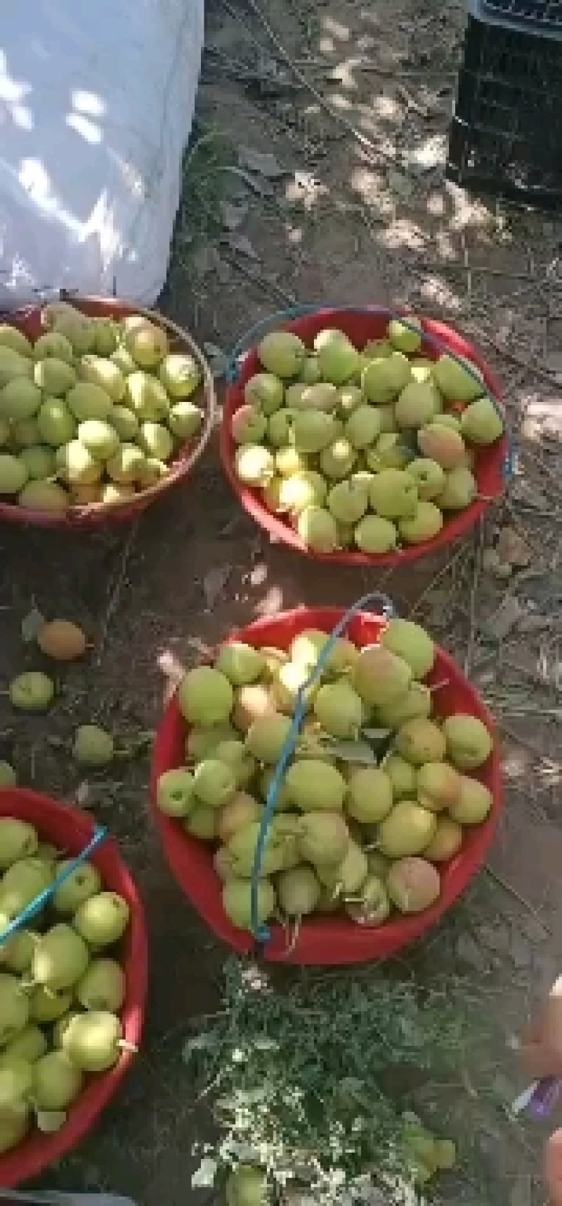 库尔勒香梨二级大吨位供应