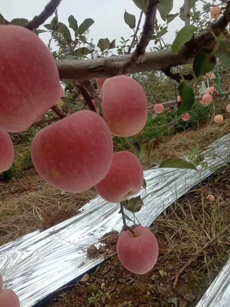 陕西红富士苹果大量上对接各大商超电商平台