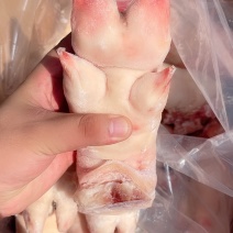 母猪蹄_精品全筋蹄，质量好价格低-新货-每天生产