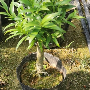 竹柏老桩盆栽，平安树，驱蚊树，吸收甲醛，净化空气